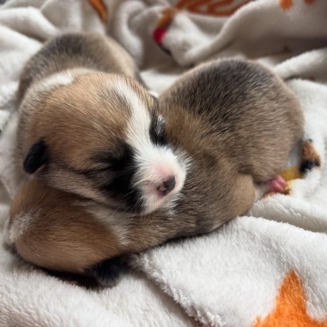 Zdjęcie z Instagrama @corgi_cowboys