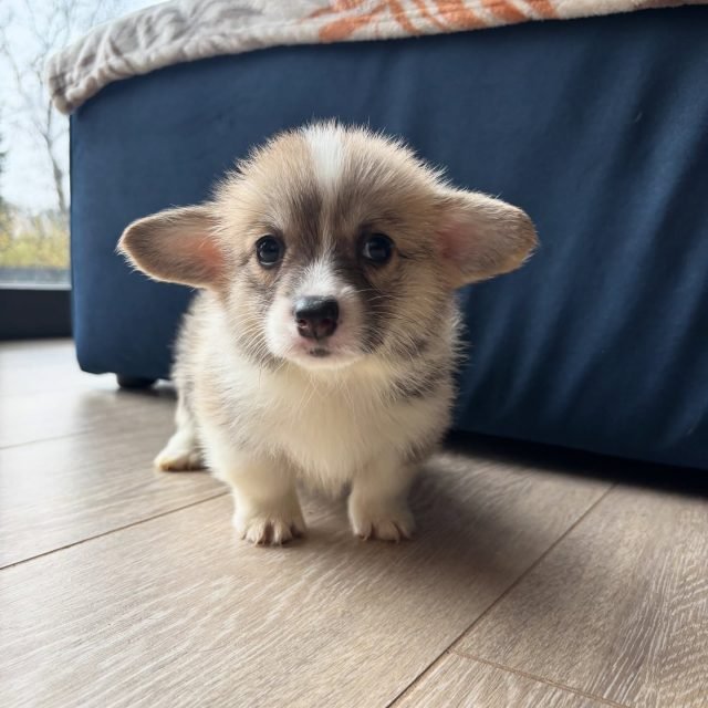 Zdjęcie z Instagrama @corgi_cowboys
