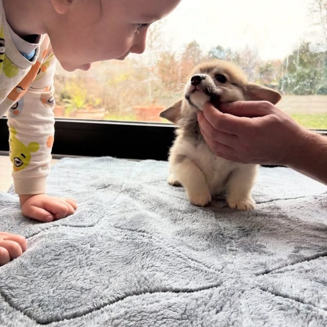 Zdjęcie z Instagrama @corgi_cowboys