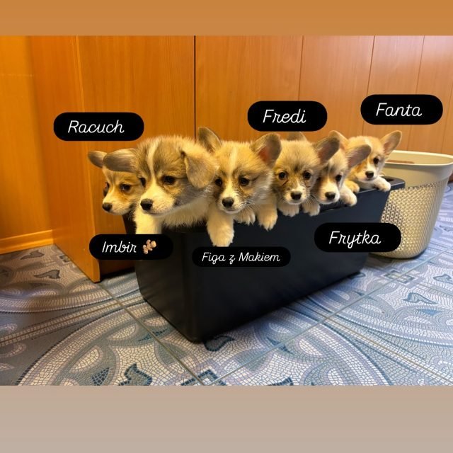 Zdjęcie z Instagrama @corgi_cowboys
