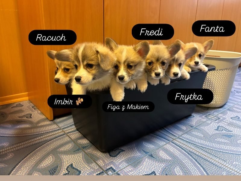 Zdjęcie z Instagrama @corgi_cowboys