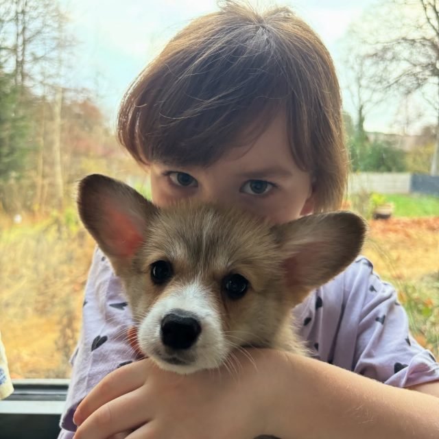 Zdjęcie z Instagrama @corgi_cowboys