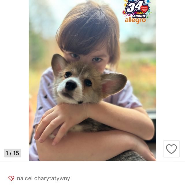 Zdjęcie z Instagrama @corgi_cowboys