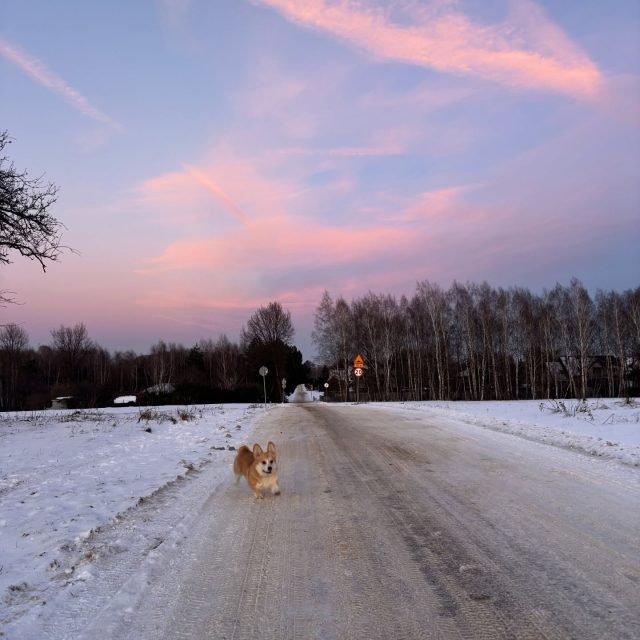 Zdjęcie z Instagrama @corgi_cowboys