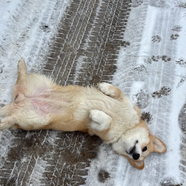 Misio, Welsh Corgi z hodowli Corgi Cowboys