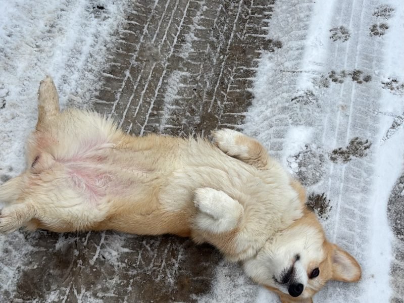 Misio, Welsh Corgi z hodowli Corgi Cowboys