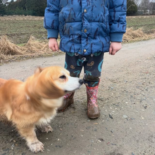 Zdjęcie z Instagrama @corgi_cowboys