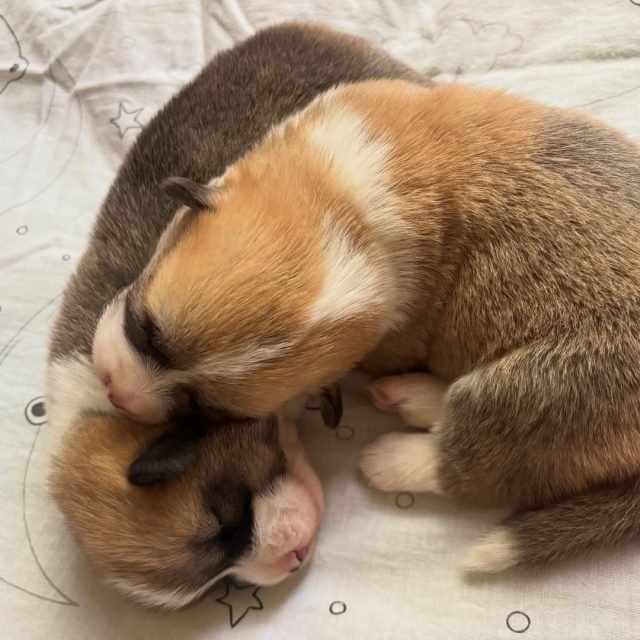 Zdjęcie z Instagrama @corgi_cowboys
