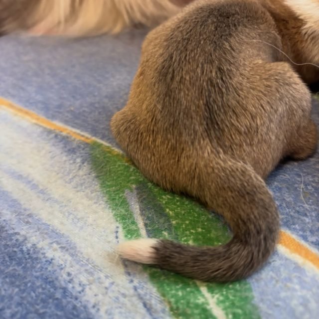 Zdjęcie z Instagrama @corgi_cowboys
