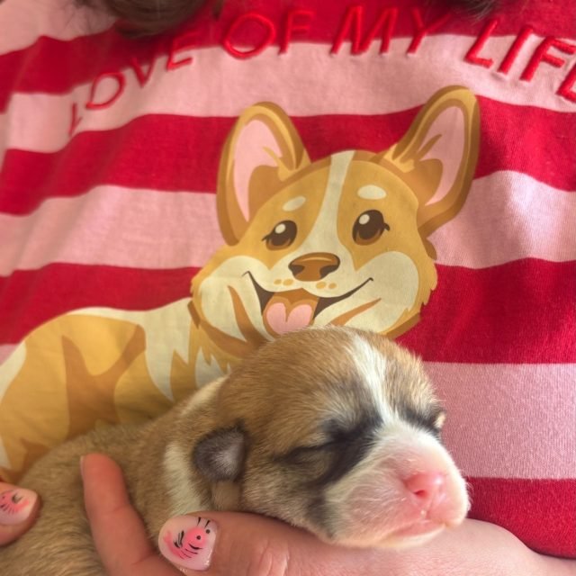 Zdjęcie z Instagrama @corgi_cowboys