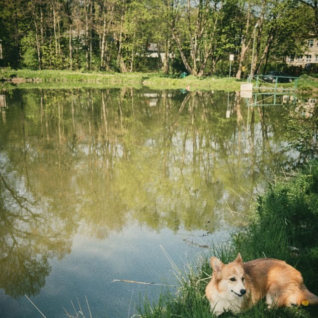 Zdjęcie z Instagrama @corgi_cowboys