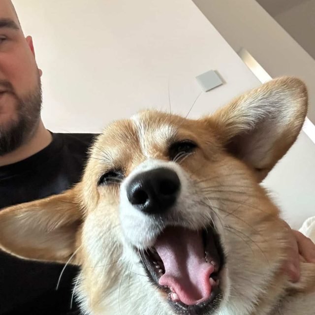 Zdjęcie z Instagrama @corgi_cowboys
