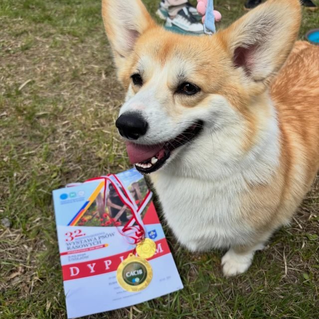 Sushi, Welsh Corgi z hodowli Corgi Cowboys