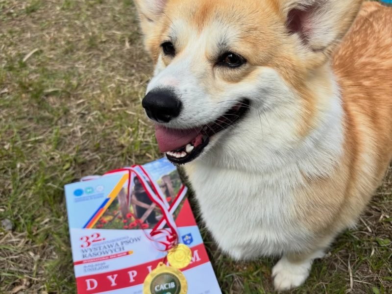 Sushi, Welsh Corgi z hodowli Corgi Cowboys