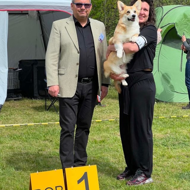 Zdjęcie z Instagrama @corgi_cowboys