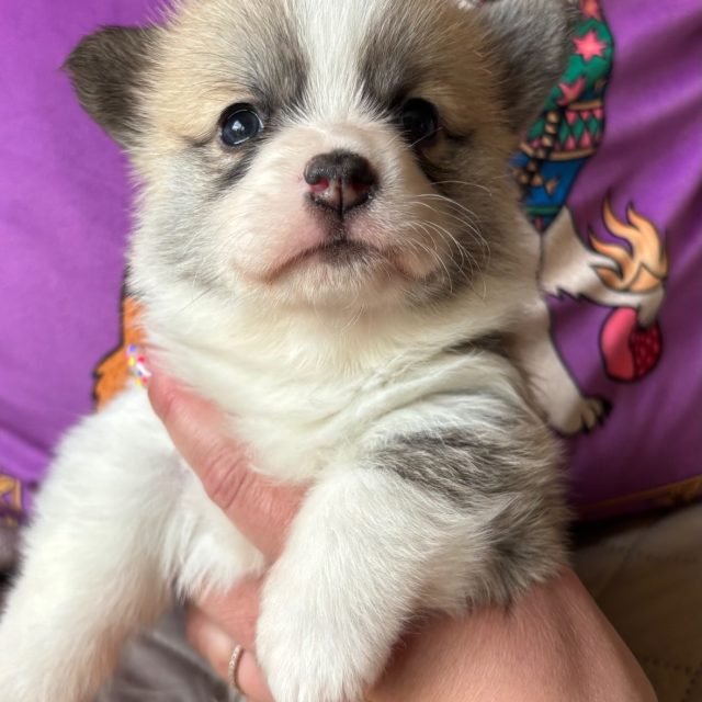 Zdjęcie z Instagrama @corgi_cowboys