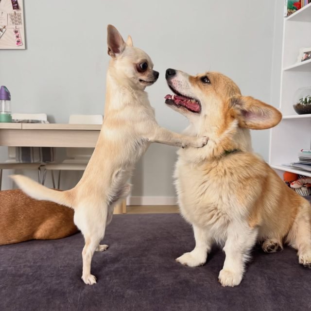 Zdjęcie z Instagrama @corgi_cowboys
