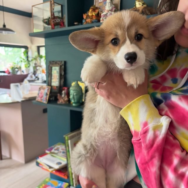 Zdjęcie z Instagrama @corgi_cowboys