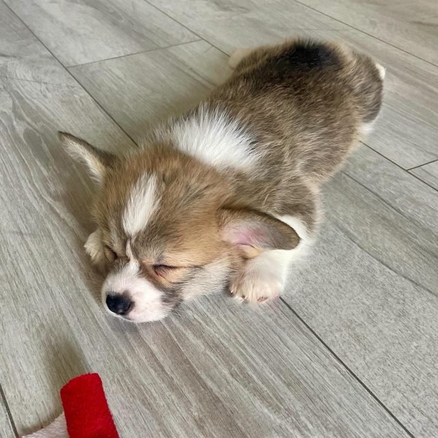 Zdjęcie z Instagrama @corgi_cowboys