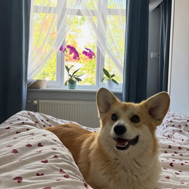 Zdjęcie z Instagrama @corgi_cowboys