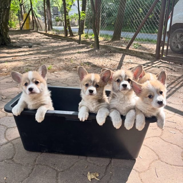 Zdjęcie z Instagrama @corgi_cowboys