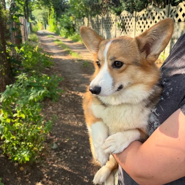 Zdjęcie z Instagrama @corgi_cowboys