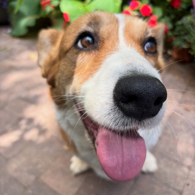Zdjęcie z Instagrama @corgi_cowboys