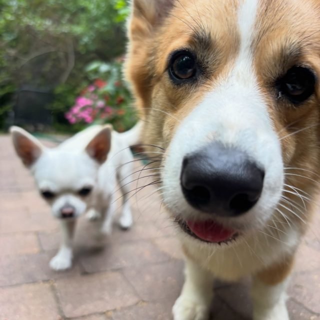 Zdjęcie z Instagrama @corgi_cowboys