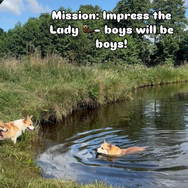 Zdjęcie z Instagrama @corgi_cowboys