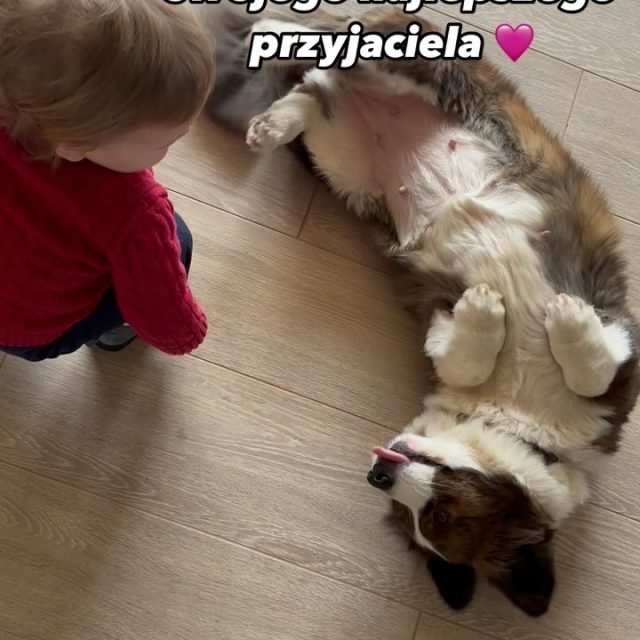 Zdjęcie z Instagrama @corgi_cowboys