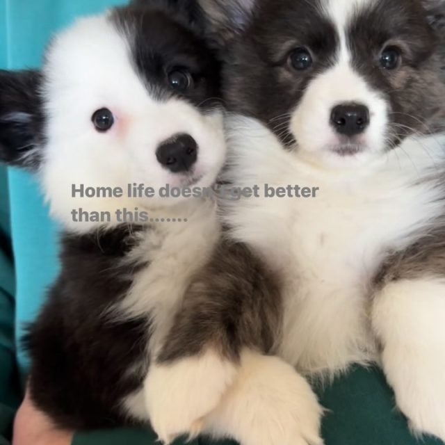 Szczenięta z miotu E w hodowli Corgi Cowboys
