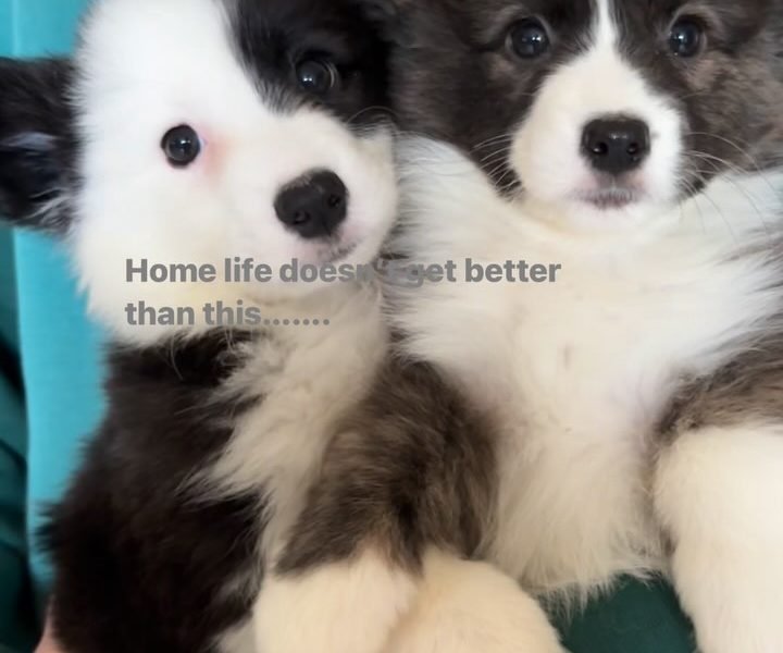 Szczenięta z miotu E w hodowli Corgi Cowboys