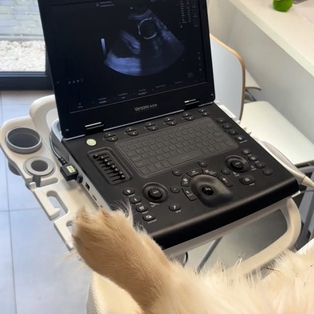 Misio – zdjęcie z Instagrama