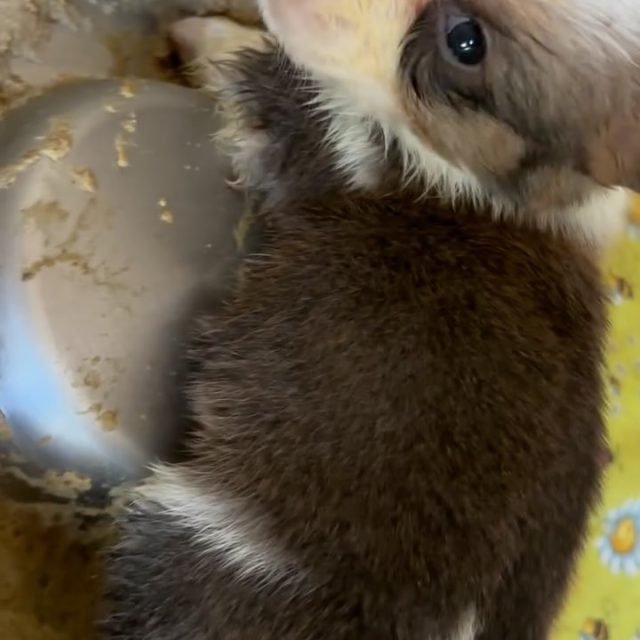 Zdjęcie z Instagrama @corgi_cowboys